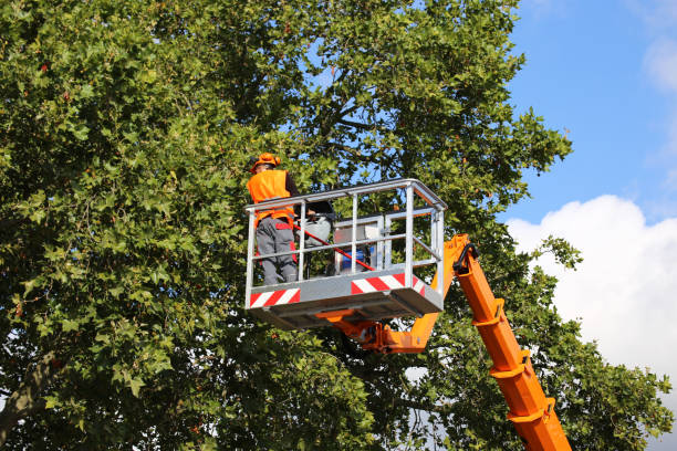 Best Tree Removal  in Kennett, MO